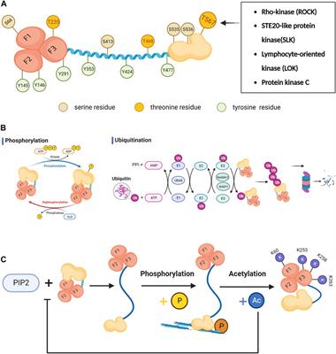 Ezrin expression in female reproductive tissues: A review of regulation and pathophysiological implications